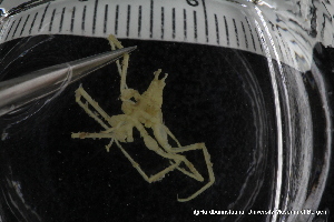  ( - ZMBN_137807)  @11 [ ] Creative Commons BY NC SA (2020) University of Bergen Natural History Collections