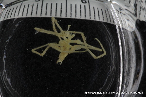  ( - ZMBN_137807)  @11 [ ] Creative Commons BY NC SA (2020) University of Bergen Natural History Collections