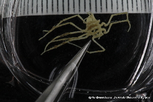  ( - ZMBN_137808)  @11 [ ] Creative Commons BY NC SA (2020) University of Bergen Natural History Collections