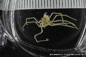  ( - ZMBN_137808)  @11 [ ] Creative Commons BY NC SA (2020) University of Bergen Natural History Collections