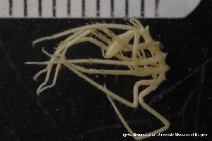  ( - ZMBN_137809)  @11 [ ] Creative Commons BY NC SA (2020) University of Bergen Natural History Collections