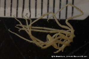  ( - ZMBN_137809)  @11 [ ] Creative Commons BY NC SA (2020) University of Bergen Natural History Collections