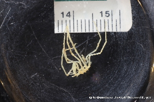  ( - ZMBN_137810)  @11 [ ] Creative Commons BY NC SA (2020) University of Bergen Natural History Collections