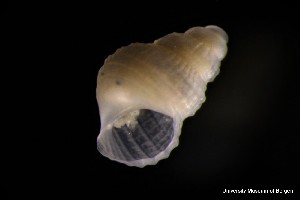  ( - ZMBN_137863)  @11 [ ] Creative Commons BY NC SA (2022) University of Bergen Natural History Collections