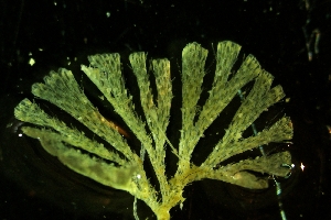  (Bugulina flabellata - ZMBN_138029)  @11 [ ] CreativeCommons BY NC SA (2021) University of Bergen Natural History Collections