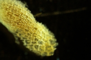  ( - ZMBN_138035)  @11 [ ] CreativeCommons BY NC SA (2021) University of Bergen Natural History Collections