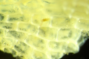  ( - ZMBN_138039)  @11 [ ] CreativeCommons BY NC SA (2021) University of Bergen Natural History Collections