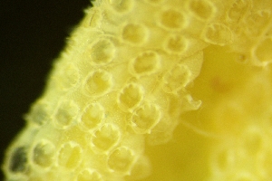  ( - ZMBN_138044)  @11 [ ] CreativeCommons BY NC SA (2021) University of Bergen Natural History Collections