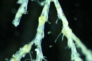  ( - ZMBN_138054)  @11 [ ] CreativeCommons BY NC SA (2021) University of Bergen Natural History Collections