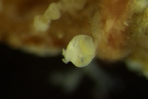  (Coloniales - ZMBN_138071)  @11 [ ] CreativeCommons BY NC SA (2021) University of Bergen Natural History Collections