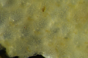  ( - ZMBN_138097)  @11 [ ] CreativeCommons BY NC SA (2021) University of Bergen Natural History Collections