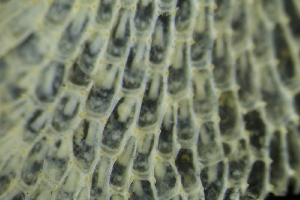  ( - ZMBN_138098)  @11 [ ] CreativeCommons BY NC SA (2021) University of Bergen Natural History Collections