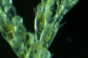  ( - ZMBN_138113)  @11 [ ] Creative Commons BY NC SA (2022) University of Bergen Natural History Collections