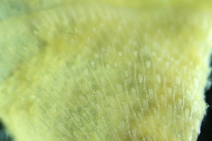  ( - ZMBN_138141)  @11 [ ] CreativeCommons BY NC SA (2021) University of Bergen Natural History Collections