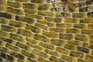  ( - ZMBN_138168)  @11 [ ] CreativeCommons BY NC SA (2021) University of Bergen Natural History Collections