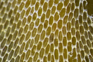  ( - ZMBN_138180)  @11 [ ] CreativeCommons BY NC SA (2021) University of Bergen Natural History Collections