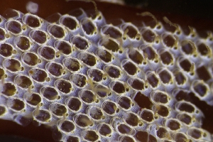  ( - ZMBN_138183)  @11 [ ] CreativeCommons BY NC SA (2021) University of Bergen Natural History Collections