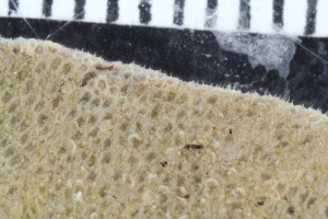 ( - ZMBN_139299)  @11 [ ] CreativeCommons BY NC SA (2021) University of Bergen Natural History Collections