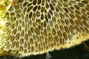  ( - ZMBN_140136)  @11 [ ] Creative Commons BY NC SA (2022) University of Bergen Natural History Collections