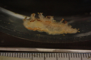  ( - ZMBN_142865)  @11 [ ] Creative Commons BY NC SA (2022) University of Bergen Natural History Collections