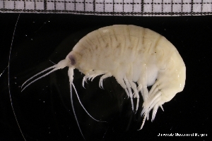  (Ichnopus spinicornis - ZMBN_145783)  @11 [ ] Creative Commons BY NC SA (2022) University of Bergen Natural History Collections