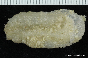  ( - ZMBN_147377)  @11 [ ] Creative Commons BY NC SA (2022) University of Bergen Natural History Collections