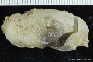  ( - ZMBN_147377)  @11 [ ] Creative Commons BY NC SA (2022) University of Bergen Natural History Collections