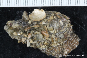  ( - ZMBN_147384)  @11 [ ] Creative Commons BY NC SA (2022) University of Bergen Natural History Collections