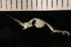  ( - ZMBN_147650)  @11 [ ] Creative Commons BY NC SA (2022) University of Bergen Natural History Collections