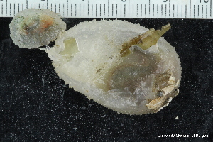  ( - ZMBN_147713)  @11 [ ] Creative Commons BY NC SA (2022) University of Bergen Natural History Collections