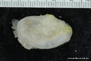  ( - ZMBN_147714)  @11 [ ] Creative Commons BY NC SA (2022) University of Bergen Natural History Collections