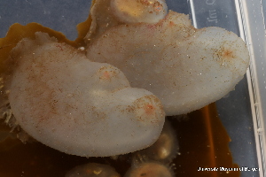  ( - ZMBN_147714)  @11 [ ] Creative Commons BY NC SA (2022) University of Bergen Natural History Collections