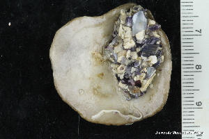  ( - ZMBN_147777)  @11 [ ] Creative Commons BY NC SA (2022) University of Bergen Natural History Collections