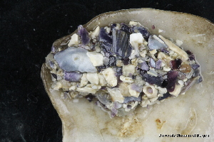  ( - ZMBN_147777)  @11 [ ] Creative Commons BY NC SA (2022) University of Bergen Natural History Collections