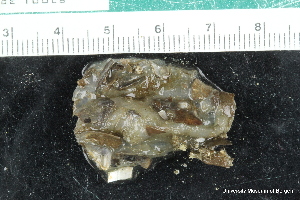  ( - ZMBN_147779)  @11 [ ] Creative Commons BY NC SA (2022) University of Bergen Natural History Collections