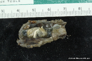  ( - ZMBN_147779)  @11 [ ] Creative Commons BY NC SA (2022) University of Bergen Natural History Collections