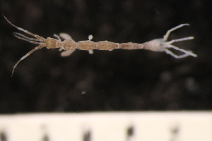  ( - ZMBN_147912)  @11 [ ] Creative Commons BY NC SA (2022) University of Bergen Natural History Collections