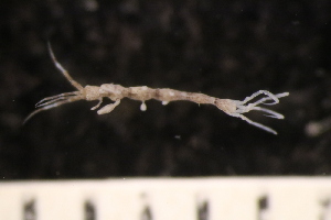  ( - ZMBN_147912)  @11 [ ] Creative Commons BY NC SA (2022) University of Bergen Natural History Collections