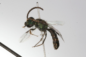  ( - MACN-En 9771)  @12 [ ] Copyright (2012) MACN Museo Argentino de Ciencias Naturales 