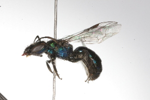  ( - MACN-En 9767)  @13 [ ] Copyright (2012) MACN Museo Argentino de Ciencias Naturales 