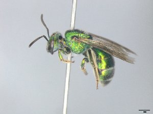  (Augochloropsis rgv 2 - MACN-En 21832)  @11 [ ] Copyright (2016) Luis Compagnucci Museo Argentino de Ciencias Naturales "Bernardino Rivadavia"