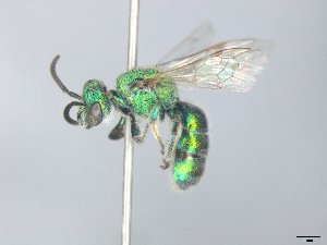  (Augochloropsis rgv 5 - MACN-En 21833)  @11 [ ] Copyright (2016) Luis Compagnucci Museo Argentino de Ciencias Naturales "Bernardino Rivadavia"