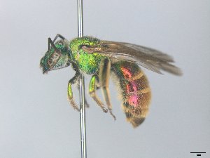  (Augochloropsis rgv 6 - MACN-En 21834)  @11 [ ] Copyright (2016) Luis Compagnucci Museo Argentino de Ciencias Naturales "Bernardino Rivadavia"