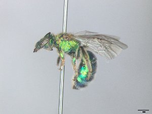  (Augochloropsis rgv 8 - MACN-En 21835)  @11 [ ] Copyright (2016) Luis Compagnucci Museo Argentino de Ciencias Naturales "Bernardino Rivadavia"