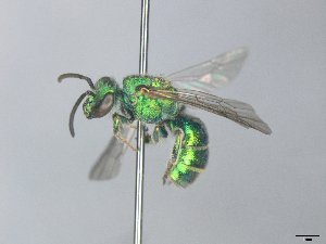  (Augochloropsis rgv 3 - MACN-En 21852)  @11 [ ] Copyright (2016) Luis Compagnucci Museo Argentino de Ciencias Naturales "Bernardino Rivadavia"