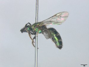  ( - MACN-En 21903)  @11 [ ] Copyright (2016) Luis Compagnucci Museo Argentino de Ciencias Naturales "Bernardino Rivadavia"
