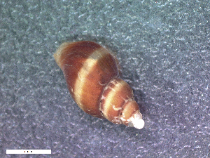  (Prosiphonidae - HA04_GAS_L_0110.16_UBGD.295271)  @11 [ ] CreativeCommons - Attribution Share-Alike (2024) Unspecified Universite de Bourgogne, Biogeosciences