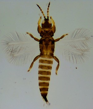  (Haplothrips sp - HAPLO)  @11 [ ] COPYRIGHT (2025) SAFNA M AND BERIN PATHROSE KERALA AGRICULTURAL UNIVERSITY