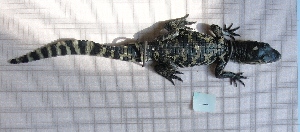  (Caiman - HARG-24)  @11 [ ] Unspecified (default): All Rights Reserved  Unspecified Unspecified
