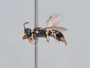  (Hylaeus taeniolatus - HASARD-196)  @11 [ ] nrr (2024) Unspecified Romain Le Divelec